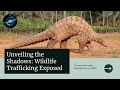 Unveiling The Shadows The Persistent Plight Of Wildlife Trafficking Nature Explore Wildlife