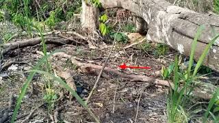 Download lagu 1000 Ciblek Terhipnotis Mp3 Ter Ampuh mp3