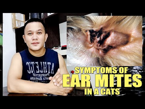 SYMPTOMS OF EAR MITES IN CATS