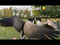 Feeding Geese Turned Into A Feathered Chaos Relaxing Morning Walk