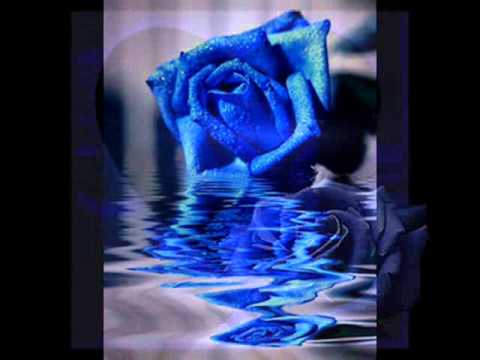 A rosa azul - Meu Sonho - Novo Som