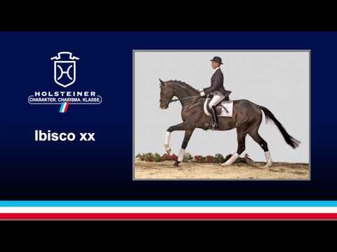 Ibisco xx v. Royal Solo xx-Local Suitor xx / 2017