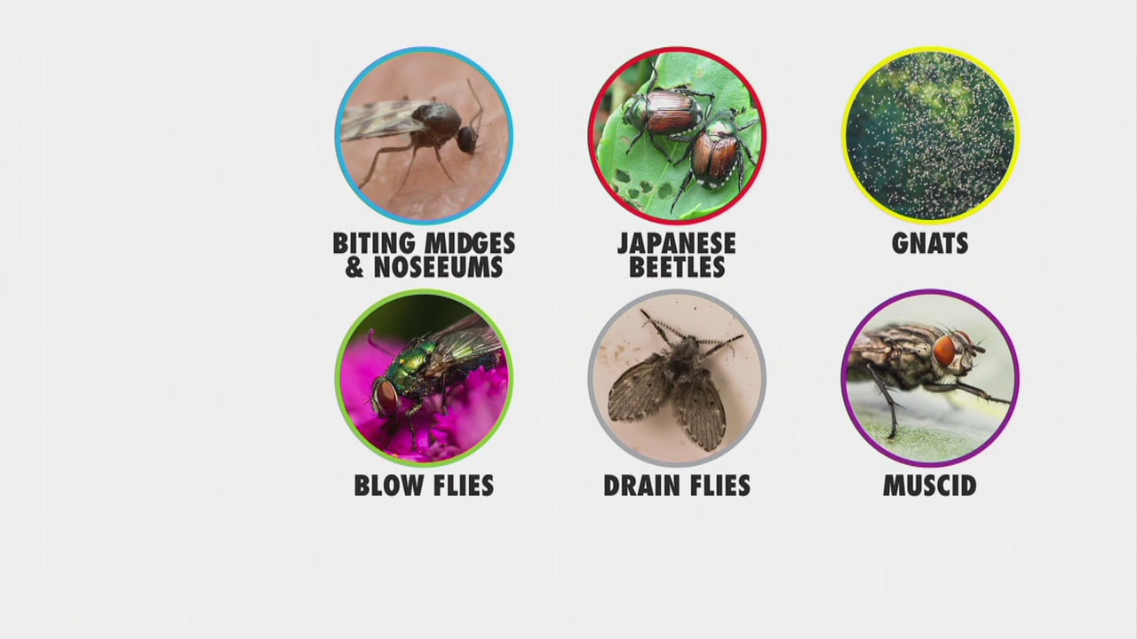 DynaTrap XL Insect Trap with AtraktaGlo Extended Life UV LED Bulbs on QVC