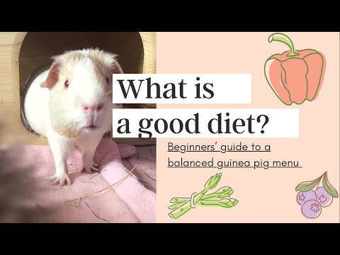 Good + Balanced Guinea Pig Diet! + a FREE printable PDF chart