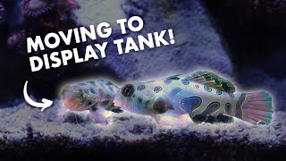 I moved my pair of Spotted Dragonets to Nano Reef Tank | Blue Reef Tank