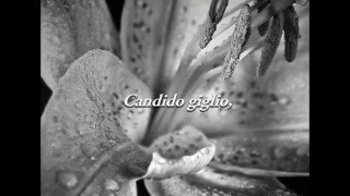 Candido Giglio - Dangel981