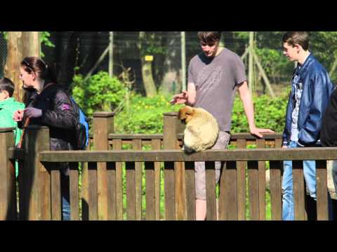 LJEM - Schachspieler im Tierpark