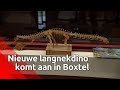Tweede skelet van een langnekdino uit de Verenigde Staten aangekomen bij Oertijdmuseum