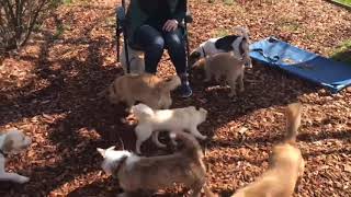 Impromptu Meximutt Play Group at the Shelter!