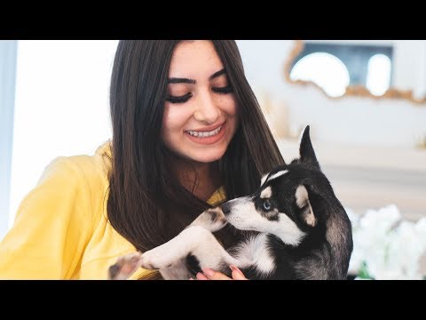 I ACTUALLY GOT A PUPPY!! | Nicolette Gray
