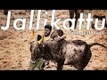 Jallikattu Santhanathevan Official Lyric Video Yuvan Shankar Raja Ameer Arya Vairamuthu