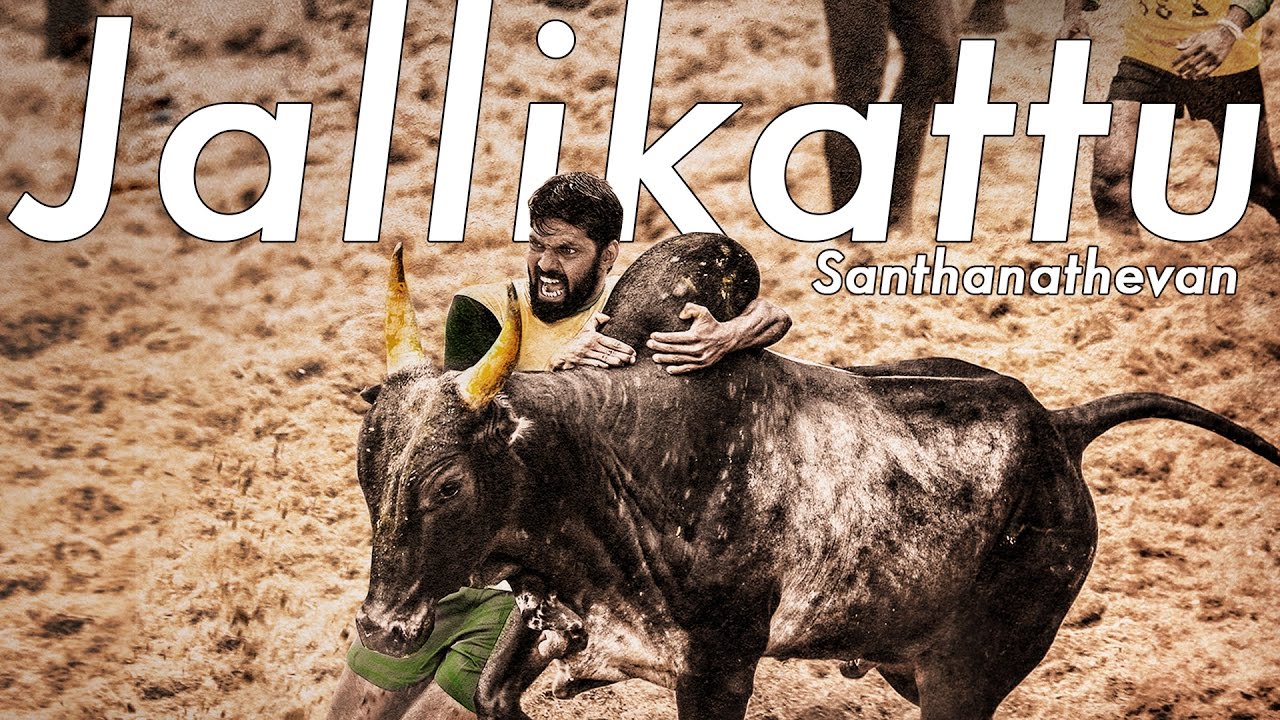 Jallikattu Lyrics  | Santhanathevan | Adithi, Ameer, Arya, Sathya | Karthik, Senthil Dass | Yuvan Shankar Raja