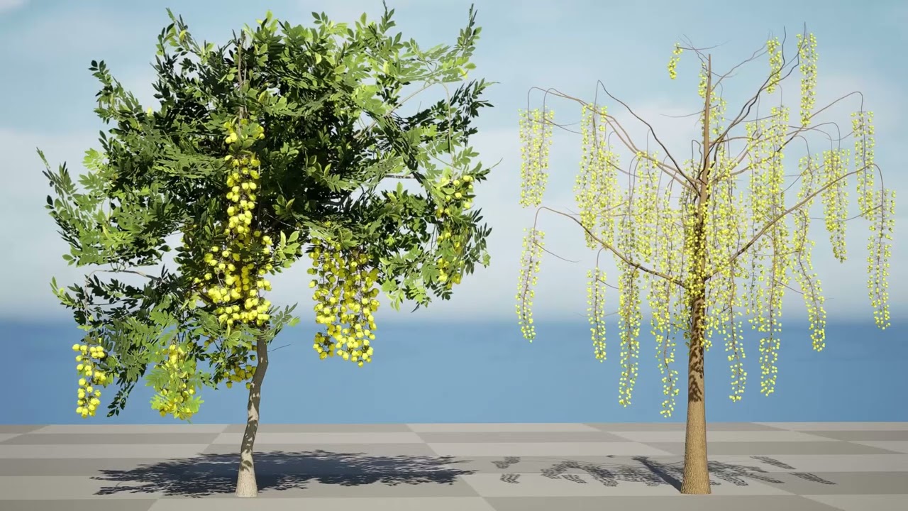 Golden Shower Tree 3D Model