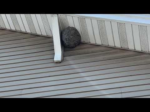 Hornets Hiding Under the Soffit in Morganville, NJ
