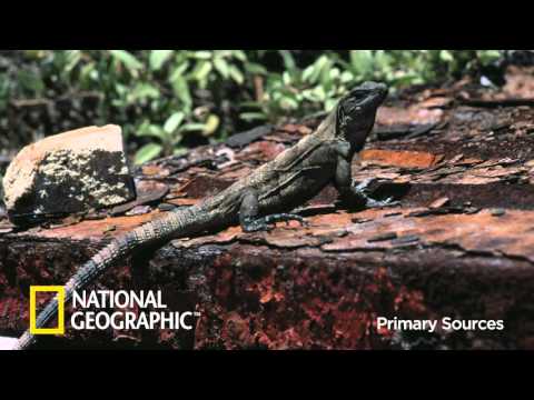 Video Interview & Motion Graphics - National Geographic Puzzle Explorer
