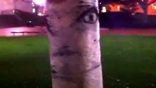 WHITE BIRCH TREE HAS FACE