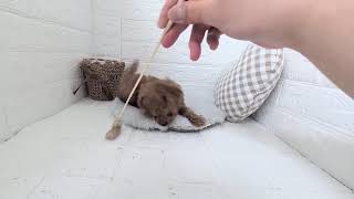 トイプードルの動画01