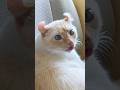 Cats Being Cats Funny Catvideos Catshorts Cat