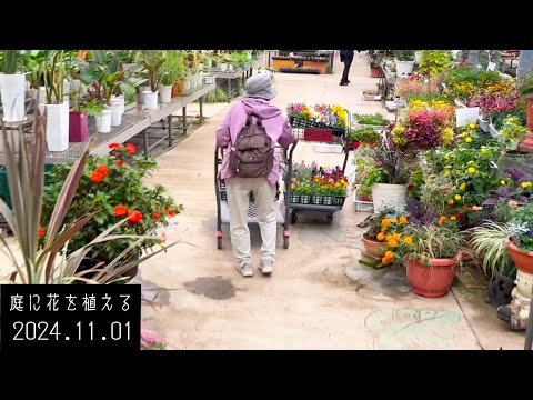 、ペア、の、紫、蘭