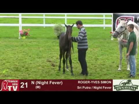 Show AQPS 2015 : lot 21 - N - M15 - Sri Putra & Night Fever