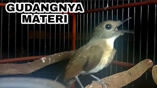 Download lagu MAHIR.. untuk jadi guru vokal srdc manapun, srdc gacor jebol birahi, sikatan rimba Dada coklat mp3