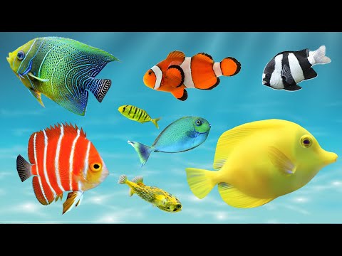 Peixes Coloridos do Oceano ,  Peixes de aquário,  Som dos Animais Aquáticos