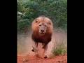 Big Lion Youtubeshorts Discovery Animals Lion Viral Lion Africa Safari Wild