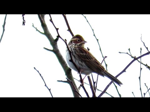 Strnádka malá (Emberiza pusilla) — video o speve a chove