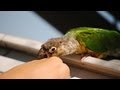 What to Do If a Bird Bites You | Pet Bird 