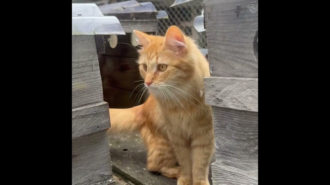 PORTOKALI, an adopted Domestic Long Hair in Sequim, WA video 6/6