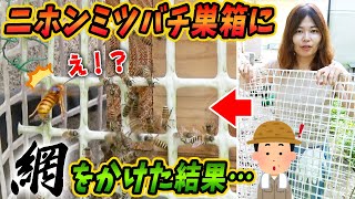 キイロスズメバチ対策！？ニホンミツバチの巣箱に網をかけると熱殺蜂球しやすくなる！？