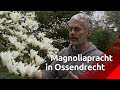 Ossendrecht moet het magnoliadorp van Nederland worden