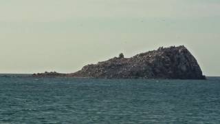 Fly Golden Eagle - Psyche's Dagger ( Indie Noir )