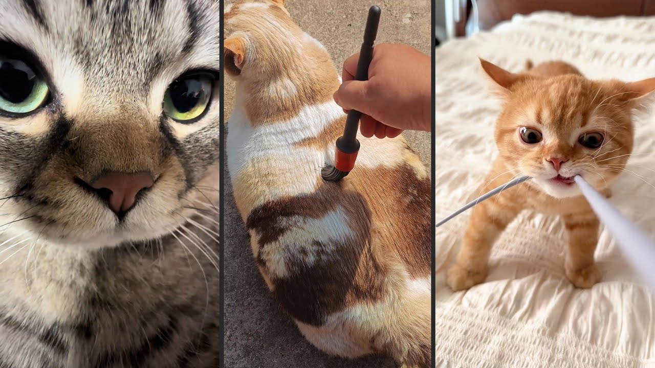 Cute and funny CATS.🐱 And Some Just Interesting Moments.😻Videos🔶 Сompilation # 54🔶