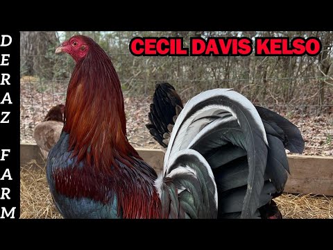 Pure Cecil Davis Kelso Grey Hatch Sweater Dan Gray Roundhead Kelso Yellow Leg Antonio Deras Farm