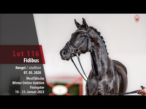 Winter Online-Auktion Lot 116 Fidibus Hengst v. For Romance - Fidermark