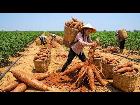 Harvesting 700+ Kg Of Giant Cassava From The Dry Desert, How To Make Simple Homemade Cassava Cakes