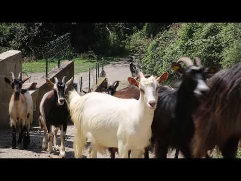 France Corse Croce Bergerie / France Corsica Croce Bergerie