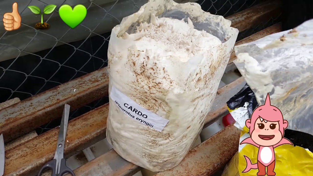 Setas de cardo, cultivo en casa