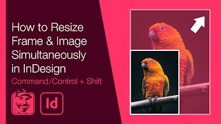 How to Resize Frame & Image Simultaneously in InDesign