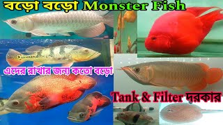 Monster Aquarium Fish Arowana Oscar Parrot Arapaima Marble Senegal Fish | Monster Aquarium Fish Shop