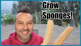 How to Grow Luffah Sponges from Seed to Harvest
