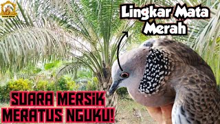Download lagu 3 Bulan Tidak Dimasuki || Ternyata sudah ada Pengu4sa Baru || Suara Mersik Meratus Nguku mp3