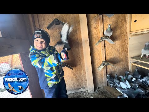 VERIFICARI LA PORUMBEII VOIAJORI CU DENIS! • MATCA 2026 + ZBURATORI