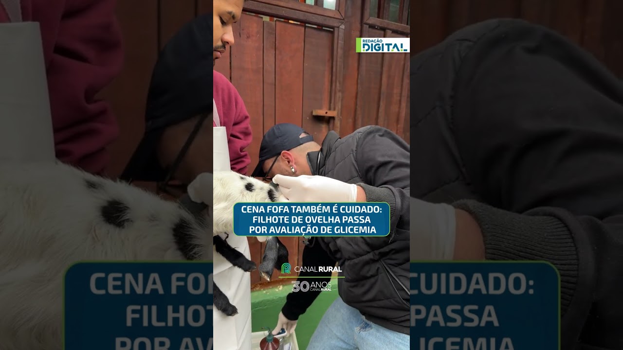 Cena fofa também é cuidado: filhote de ovelha passa por avaliação de glicemia