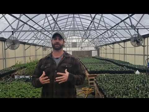 image-Do bleeding heart plants spread?
