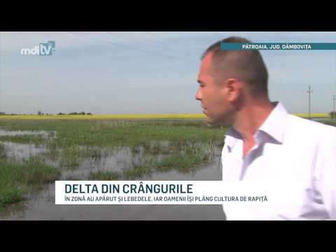 DELTA DIN CRANGURILE