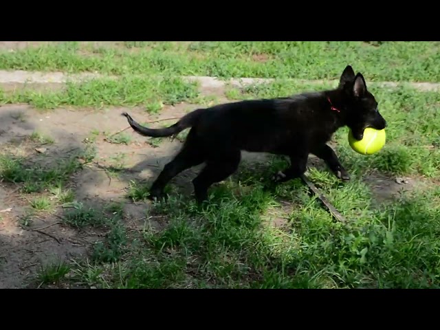 Pastor Belga cachorro en venta