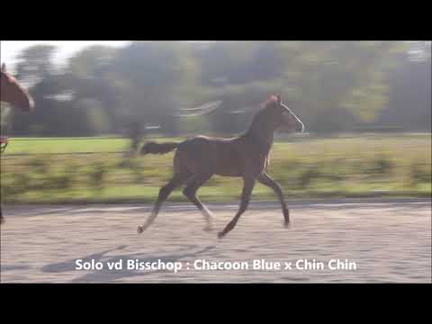 Lot 09: Chacoon Blue x Chin Chin