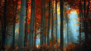 Autumn's Awakening - Emotional Music
